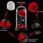 Preserved Forever Rose Plus - Red